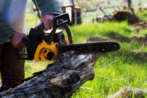 How Our Tree Care Process Works  in  Hayfield, MN